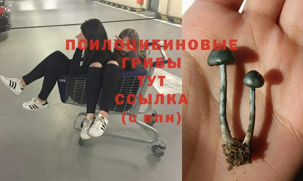 ПСИЛОЦИБИНОВЫЕ ГРИБЫ Верхний Тагил